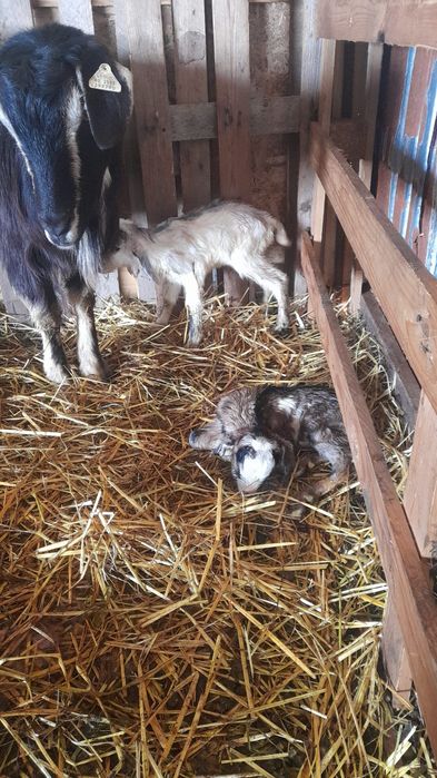 Vând tapisori metis