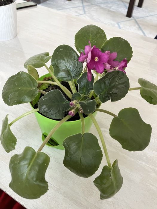 Комнатные цветы недорого