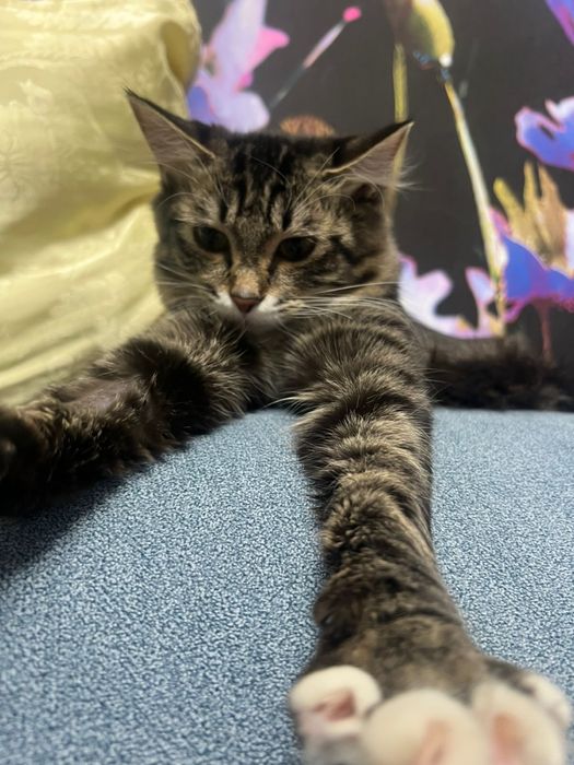 Котенок  просто чудо