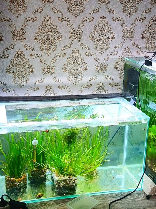 Аквариум в комплекте с рыбками