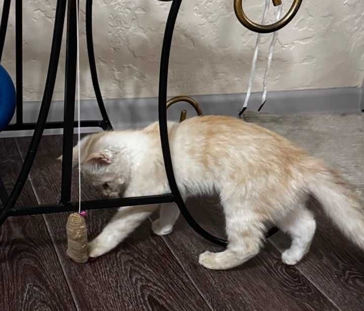 Отдам котенка в добрые руки!