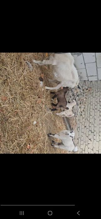 Зотли эчки болалари фермадан