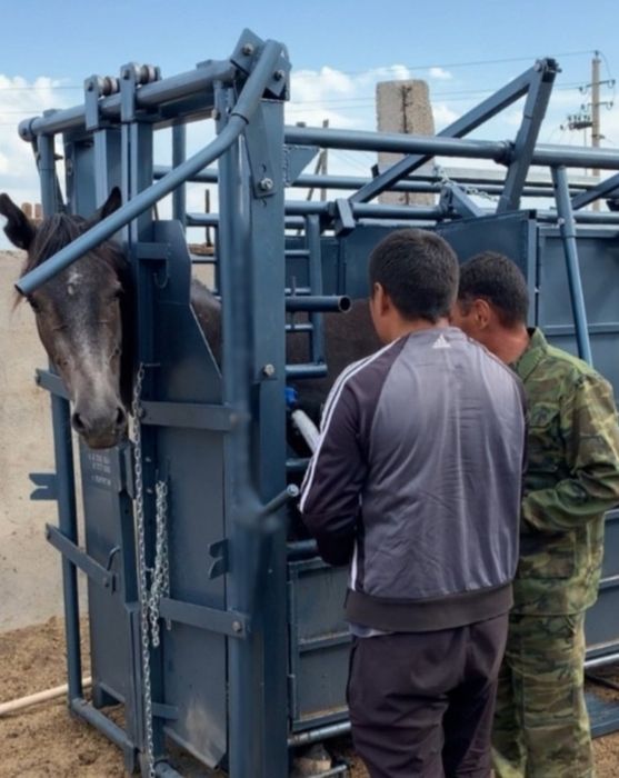 Фиксатор Раскол для КРС и лошадей