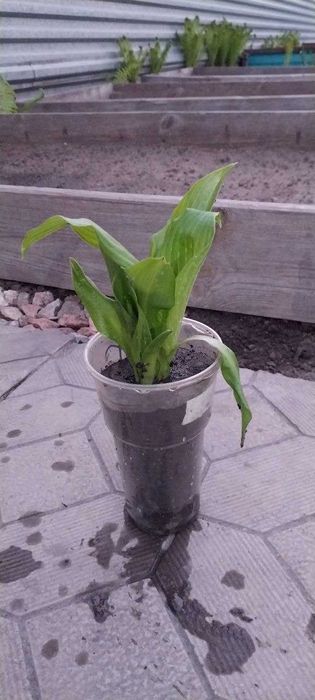 Продам цветы хосты