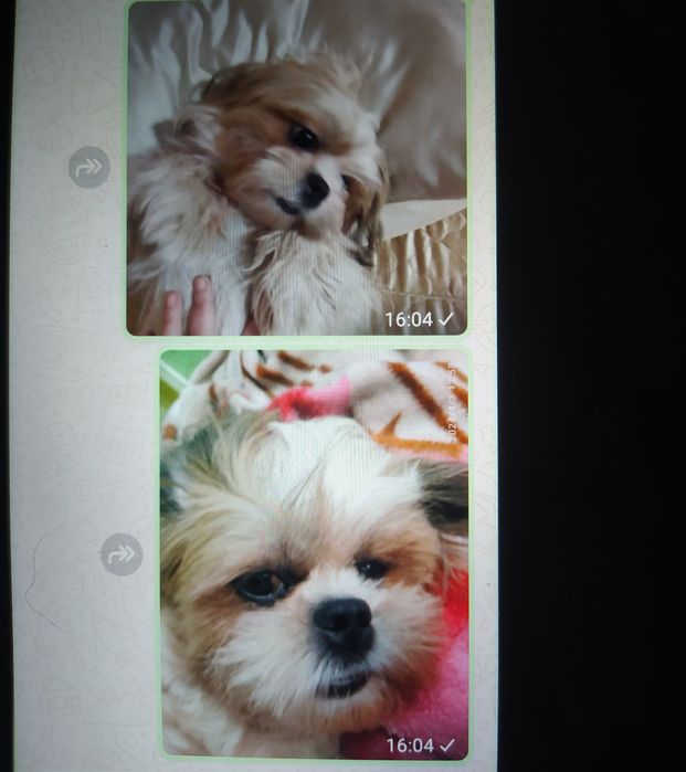 Шит цу на продажу