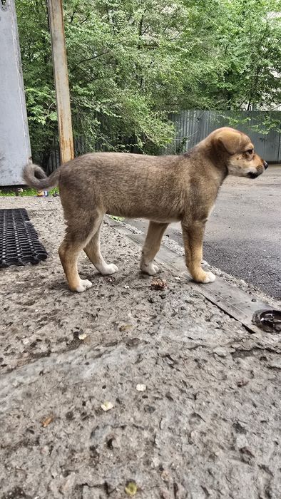 Щенок, девочка 1,5 месяца