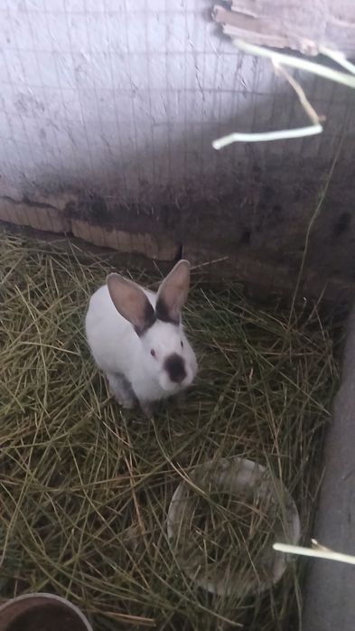 Куён сотилади 120минг