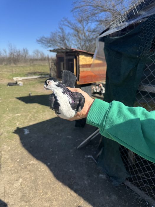 Vind jucatori berbecati