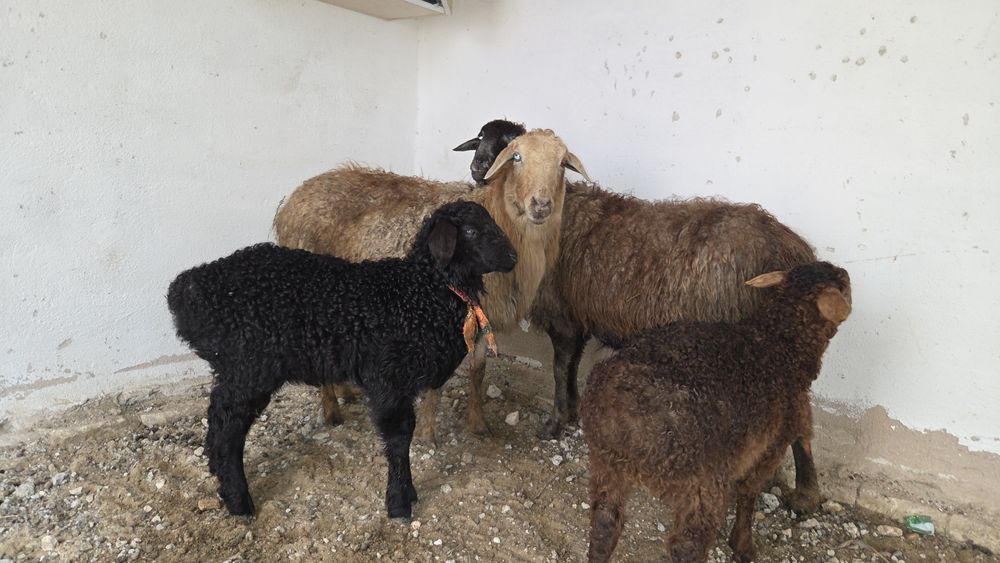 Козылы койлар сатылады