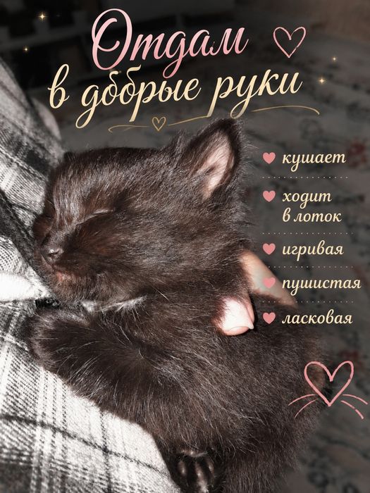 Отдам котёнка в любящие руки