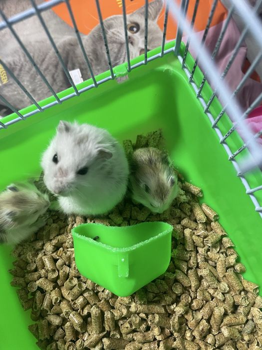 Продам хомячков джунгариков