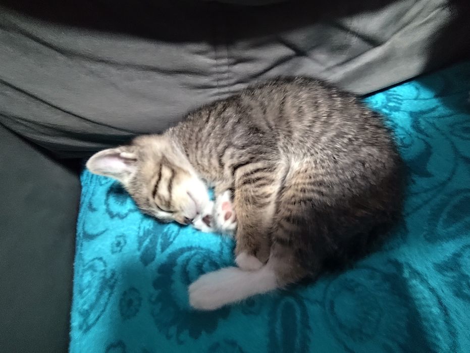 Отдам котят в хорошие руки