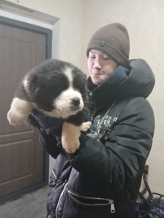 Щенки алабая на продажу