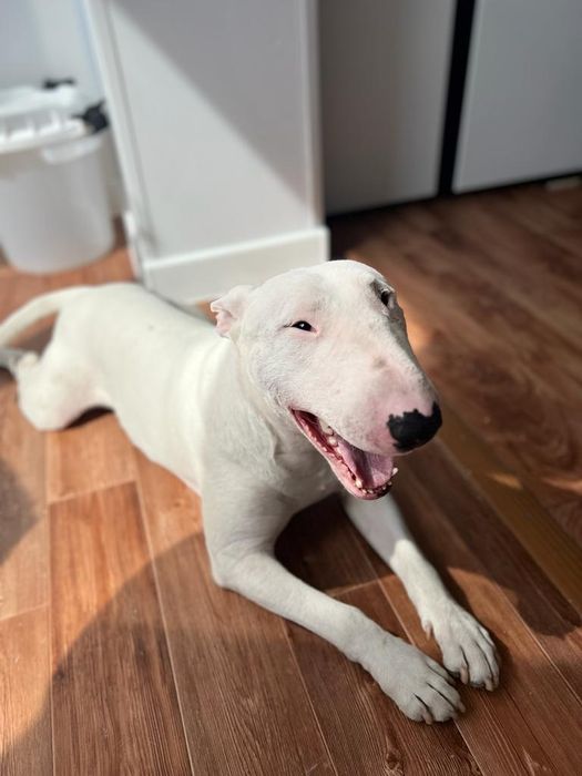 Вязка бультерьер