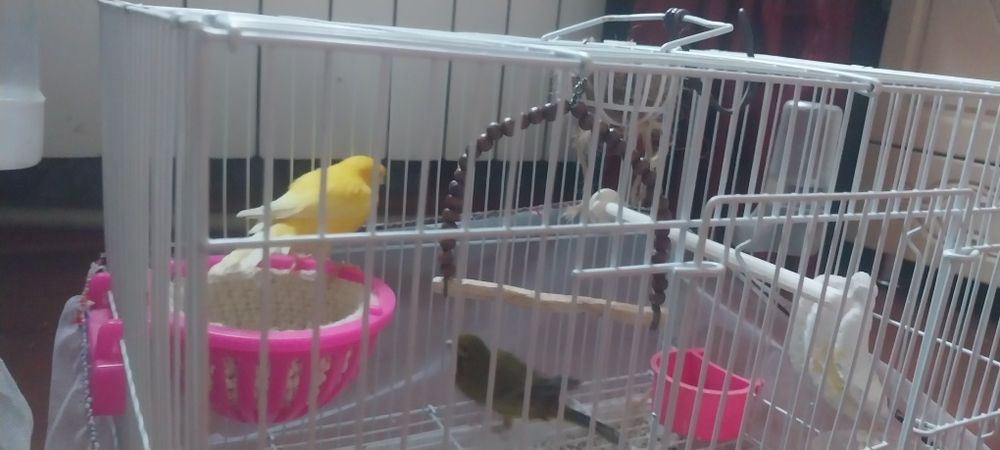 Канарейкй самка 2-шт