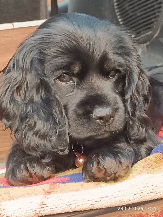 Щенки спаниэль 2 месяца