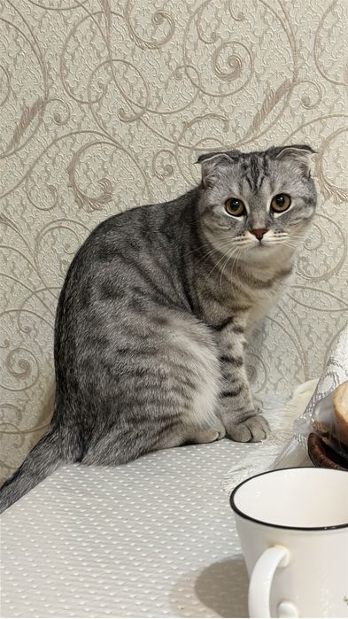 Продам кошку скотиш фолд