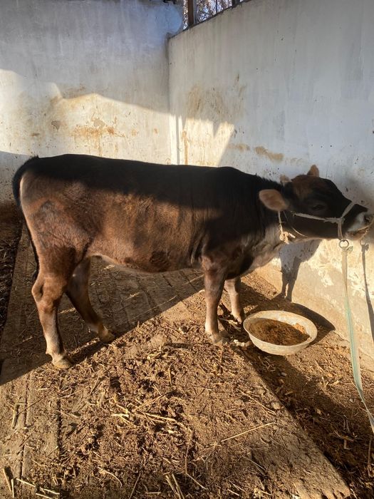 Құражын бір жастан асты