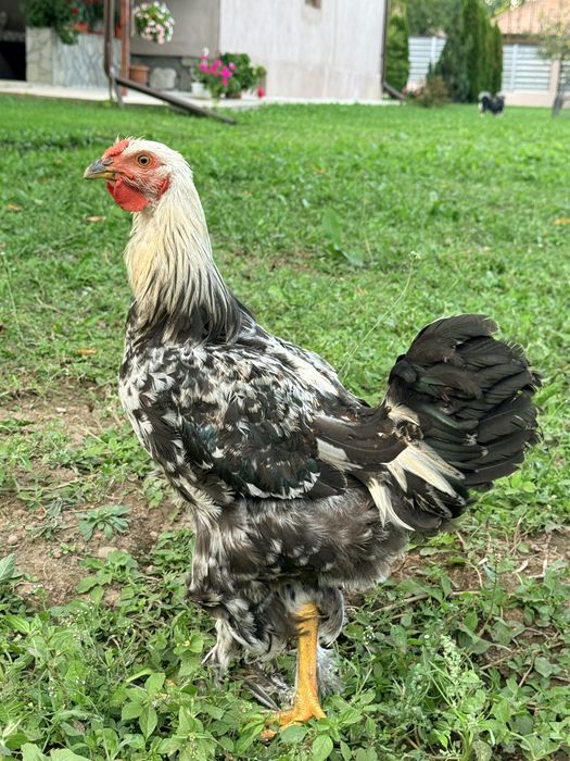 Vând cocoși barbosi si incaltati