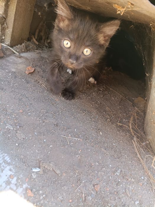 Отдам кота в дом