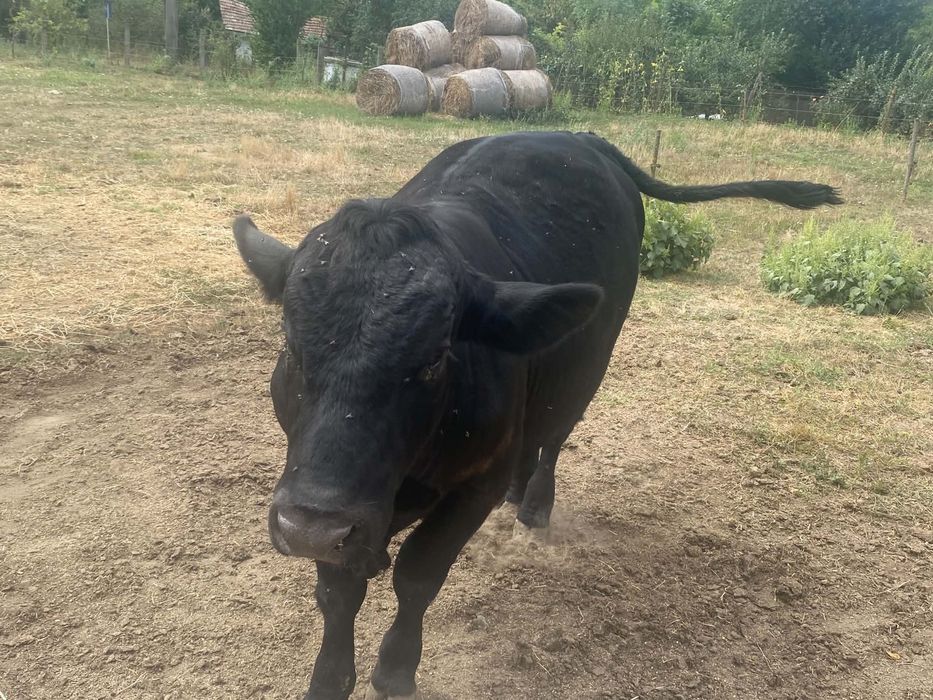 taur Angus un an