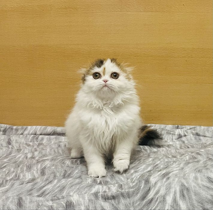 Шотландские девочки!