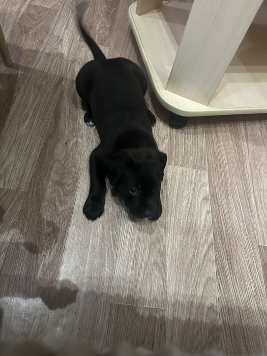 Продам шенков питбуля мальчик и девочка