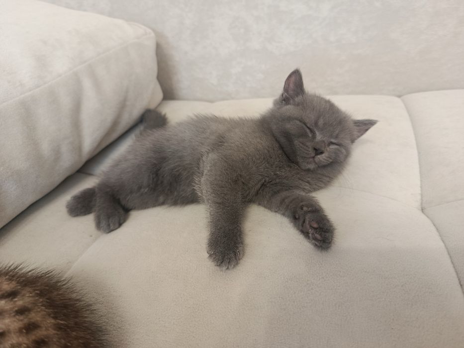Продам котят курильского бобтейла