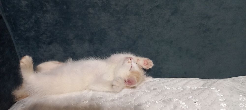 Котёнок девочка в добрые руки