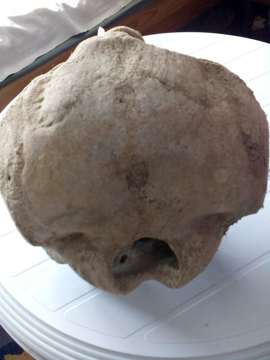 Вкаменелости от динозавър Рекс