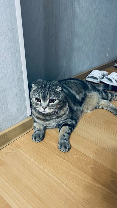 Отдам в добрые руки