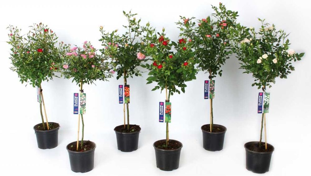 Роза штамбовая в ассортименте