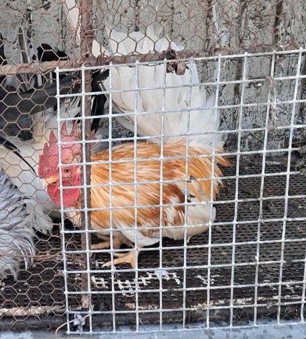 Бреговски зибраит