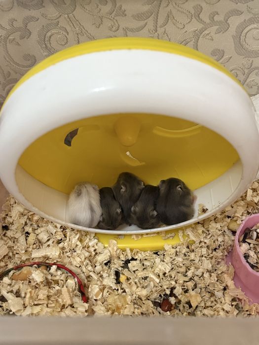 Джунгарсике хомячки