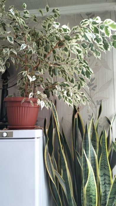 Продам цветы Сансиверия, зоамикулькаса