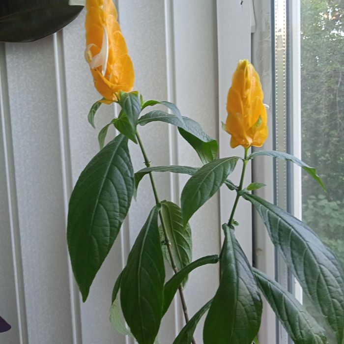 Продам цветок "Пахистакис"