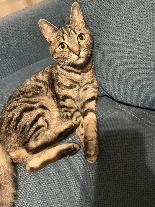 Подаряваме котка