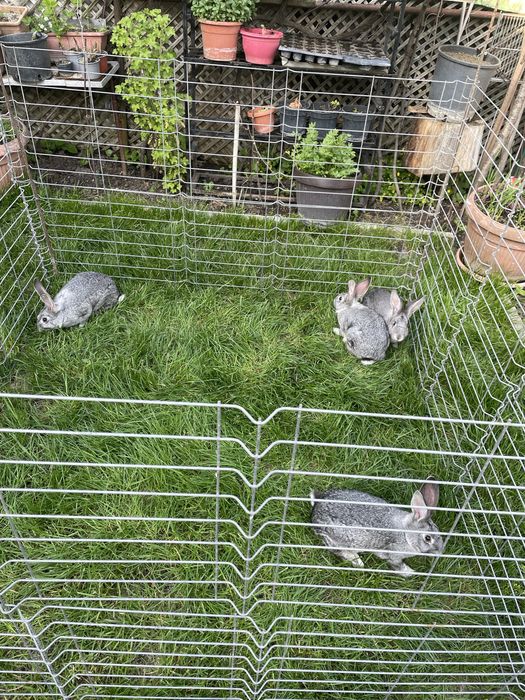 Vand iepuri foarte frumosi