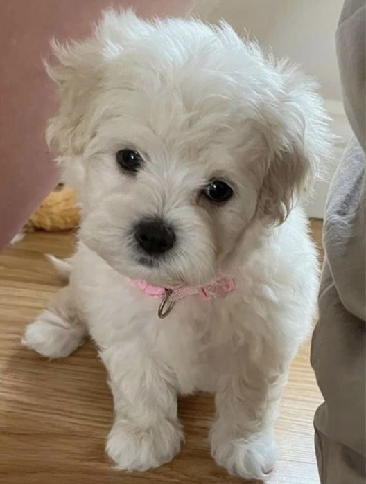 Bichon maltez puiuti
