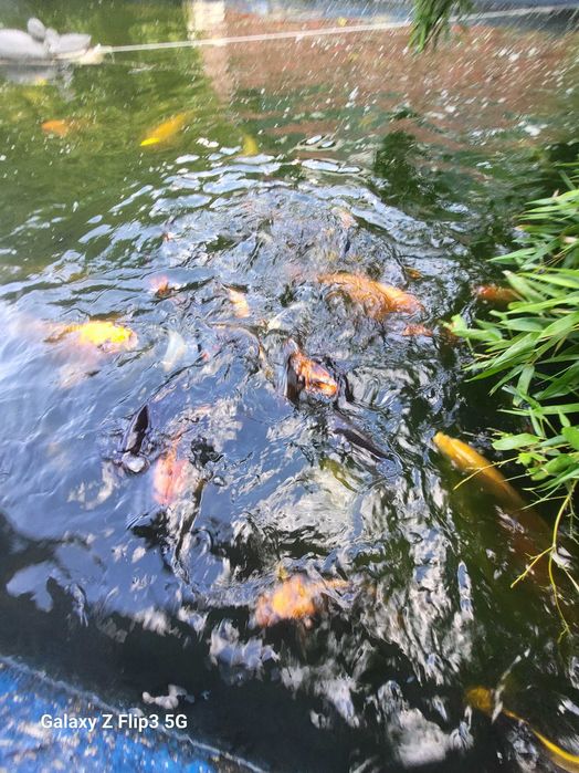 Pești Koi blânzi (mănâncă din palmă) – Diverse varietăți – Iași