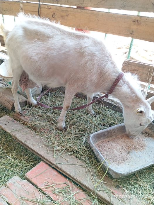 Коза, зайнинская