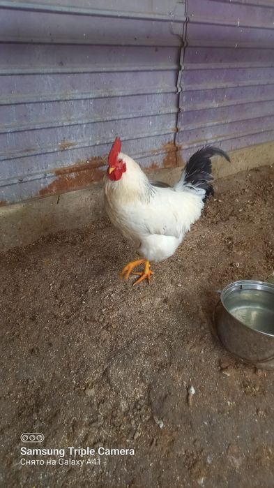 Продам молодые петухов