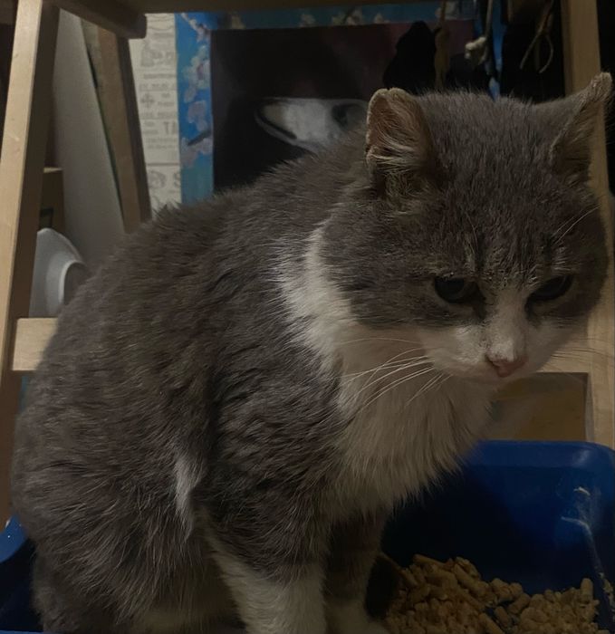 Отдам кота в добрые руки