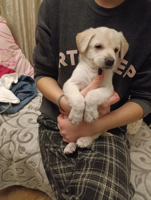 Ищем семью для щенка