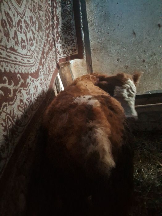 Vand 3 vitele pentru reproducție