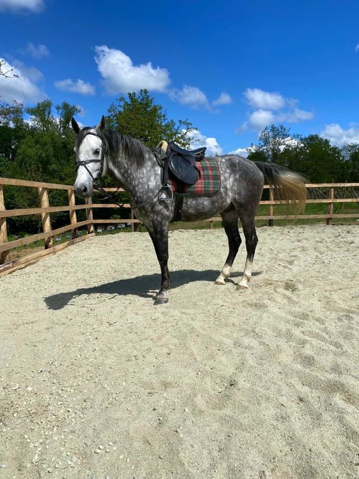 De Vanzare Cal Castrat Varsta 7 Ani