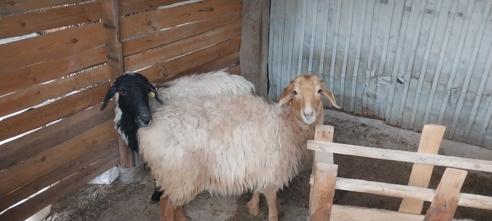 Шаруа қой бар сатылатын