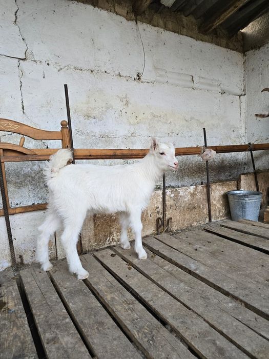 Ұрғашы лақ козленок козлята лак