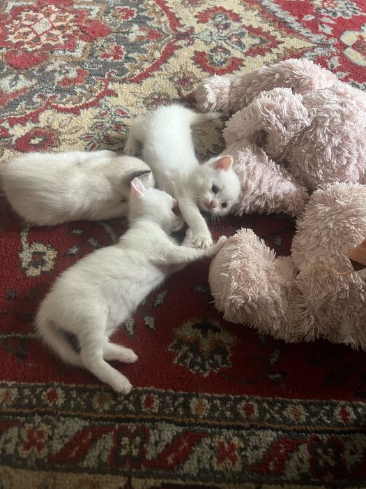 Отлам котят в добрые руки