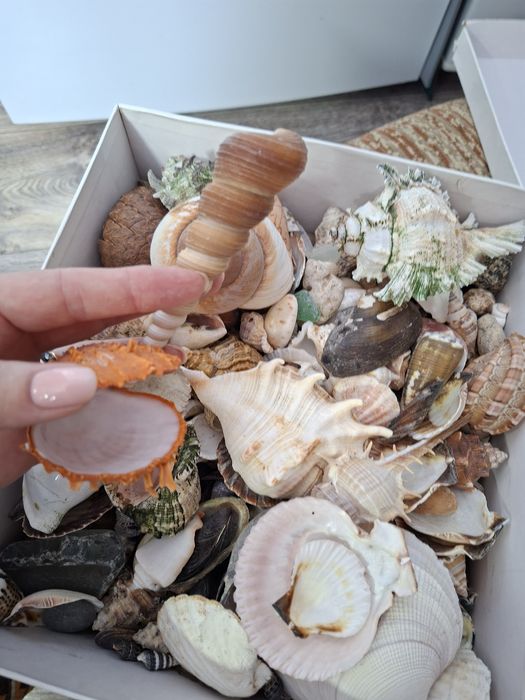 Ракушки разные очень много